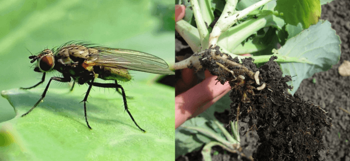 Капустная муха и растение, поражённое её личинками