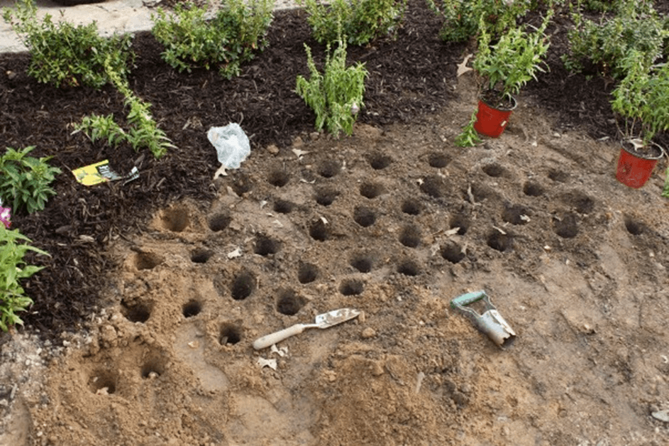 Ямки в грунте для посадки луковиц тюльпанов в августе