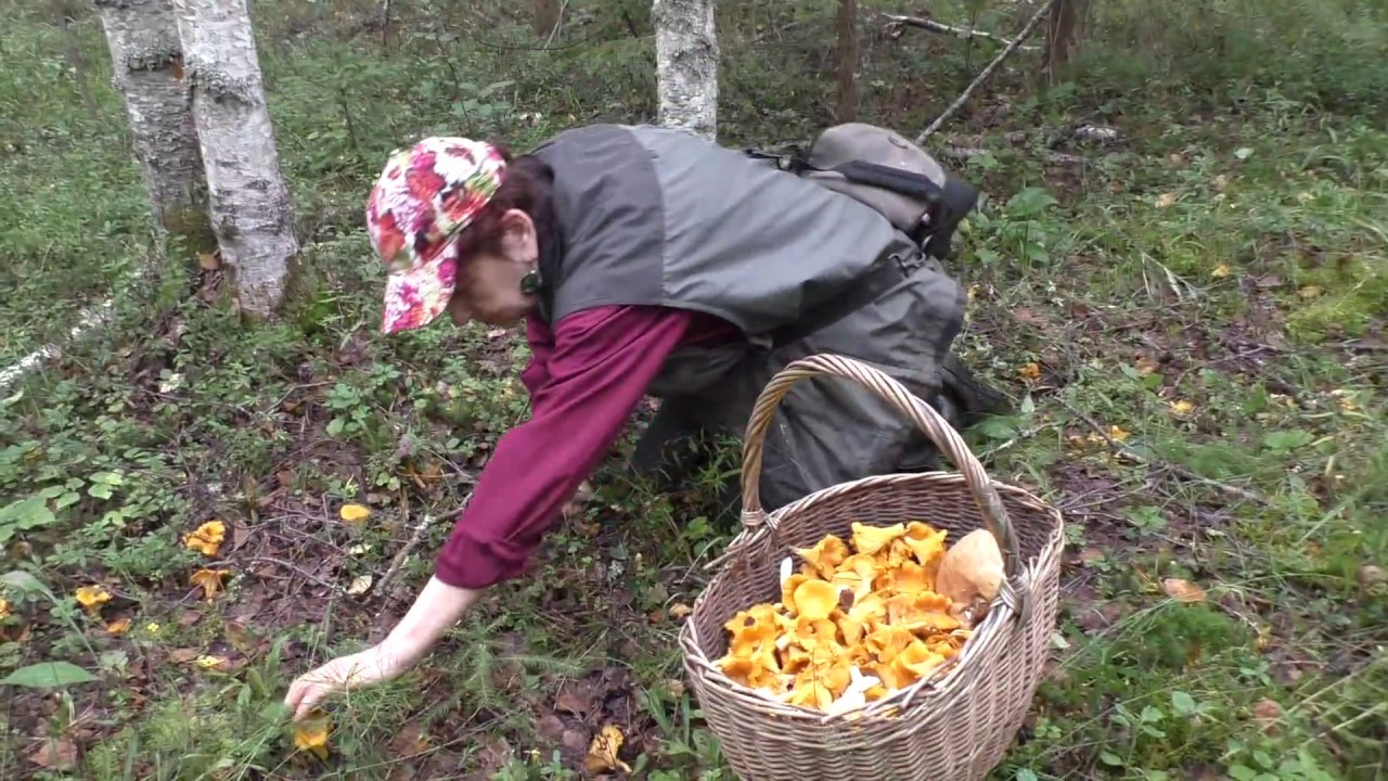 Сбор грибов осенью