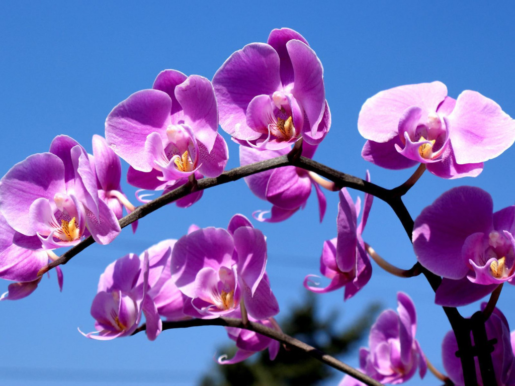 Сиреневые орхидеи