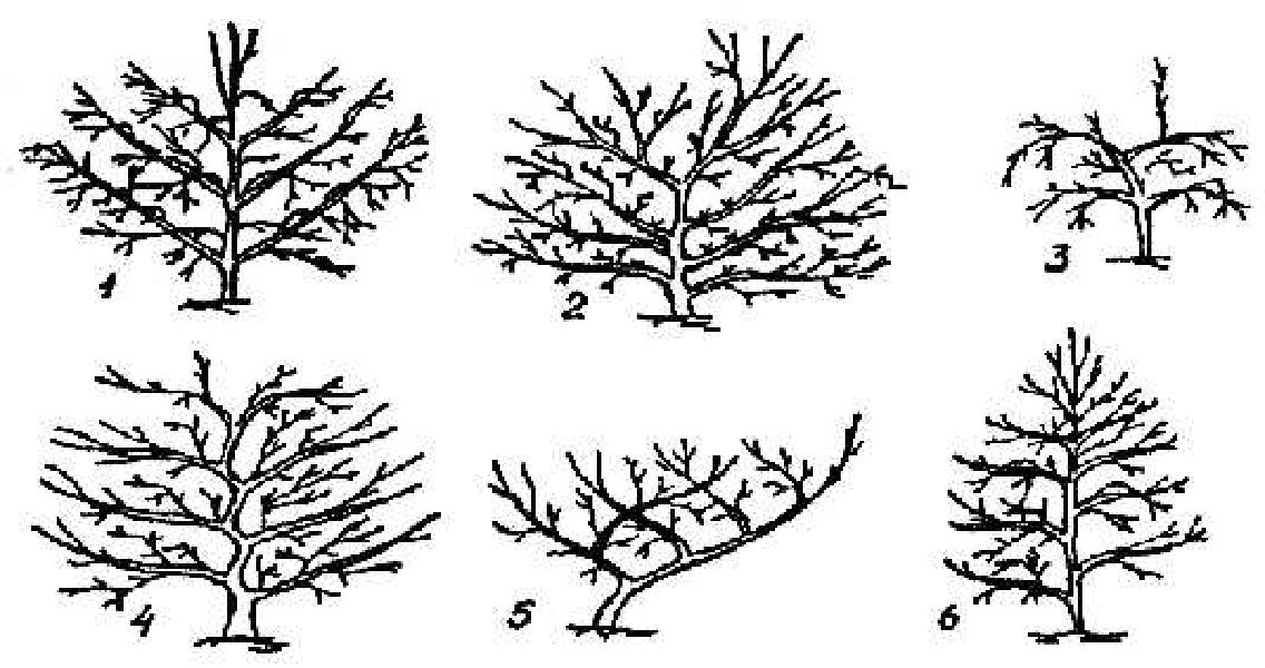 Виды крон разных деревьев