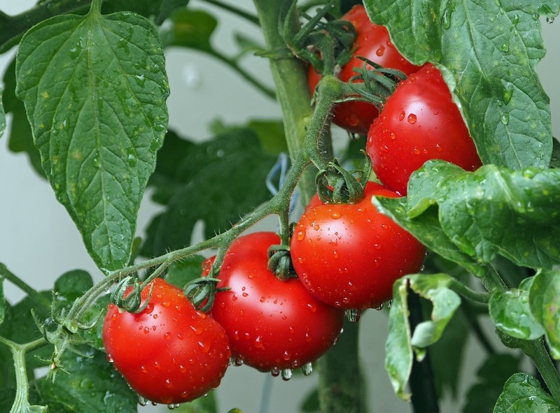 7 категорических “нельзя” или что не любит рассада томатов
