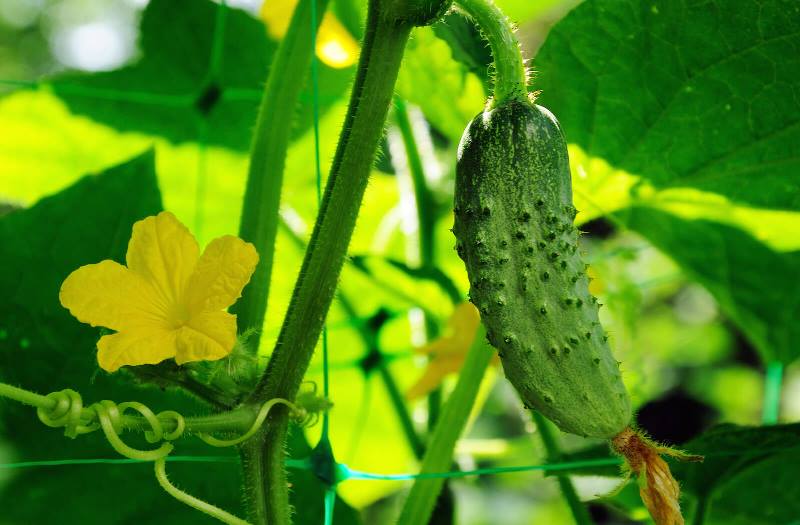 Вкусные огурцы: 10 секретов выращивания опытных садоводов