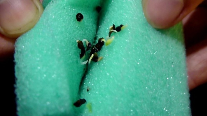 2 способа проращивания семян в губке, которые позволят забыть о поливе на несколько дней