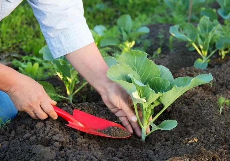 9 актуальных советов вырастить крепкую рассаду капусты