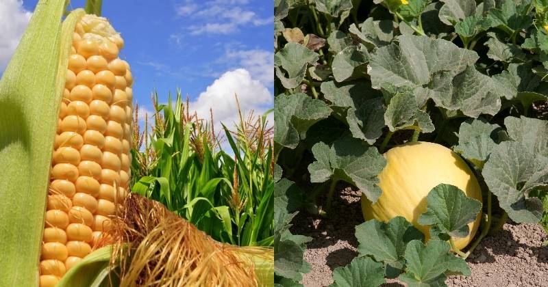 Как посадить кукурузу и тыкву вместе, чтобы растения помогали друг другу