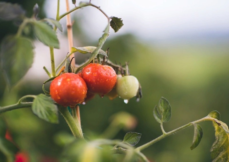 5 ошибок в поливе помидоров, которые могут сгубить весь урожай