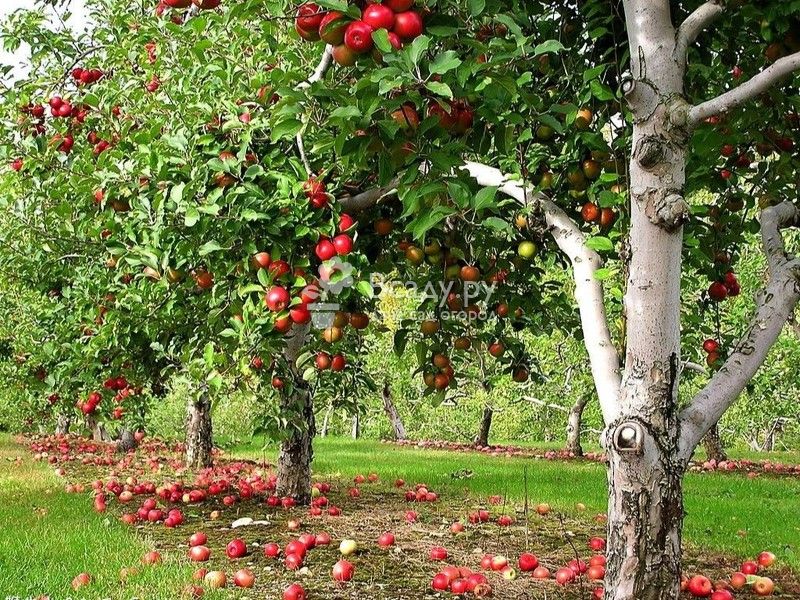 Как правильно посадить яблоню осенью — сроки посадки, правила, инструкции