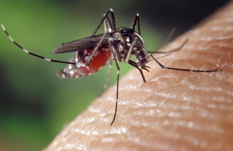 Старые дедовские способы, как спастись от комаров на природе