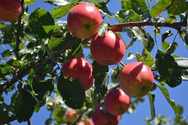 Карликовая яблоня Приземлённое: описание и характеристика сорта, достоинства и недостатки, особенности посадки и ухода