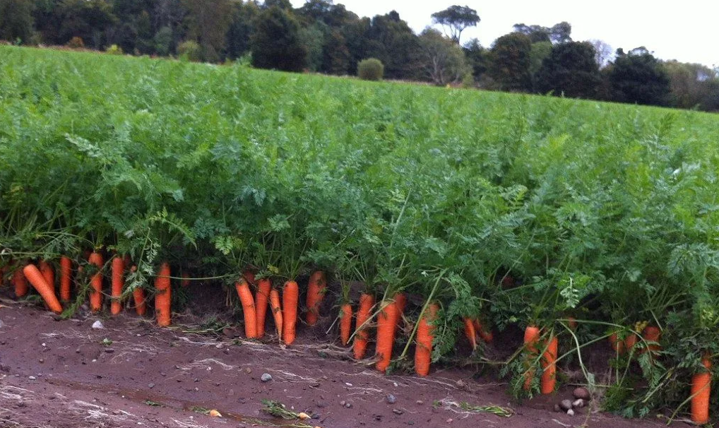 Овощи будут расти. Морковь на грядке. Морковь в огороде. Морковь растет на грядке. Поле моркови.