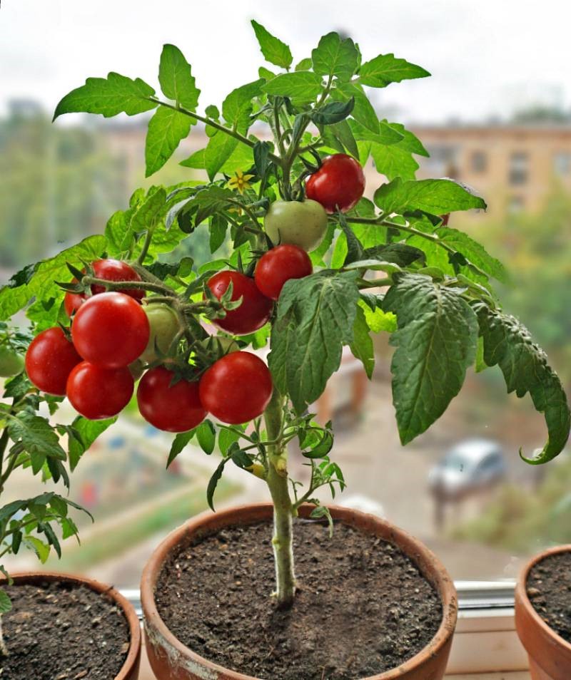 Помидоры для домашнего выращивания. Черри Минибел. Балконные томаты черри. Томат комнатный Минибел. Карликовые помидоры черри.