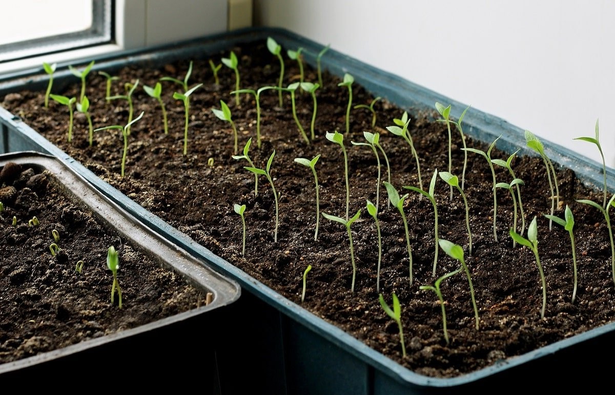 Как быстро прорастить семена томатов на рассаду