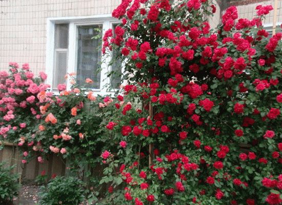 
	Балкон – прекрасное место для выращивания роз